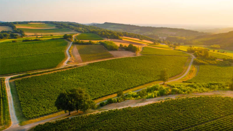 Vignes du Mâconnais au coucher du soleil