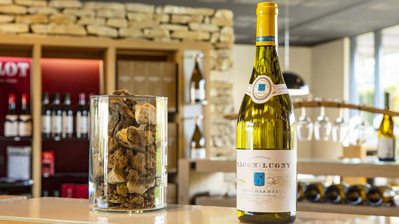 Cave de Lugny, dégustation de vins du Mâconnais