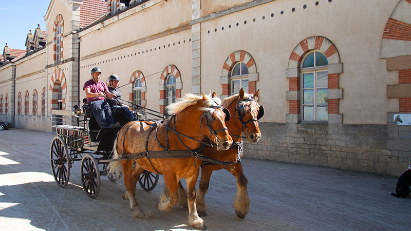 Haras national de Cluny, écuries et spectacles équestres