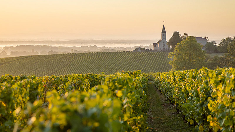Vignobles de Viré-Clessé en coteaux